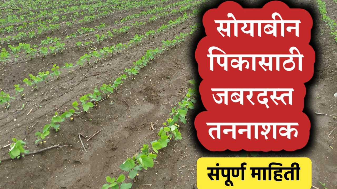 सोयाबीन तननाशक