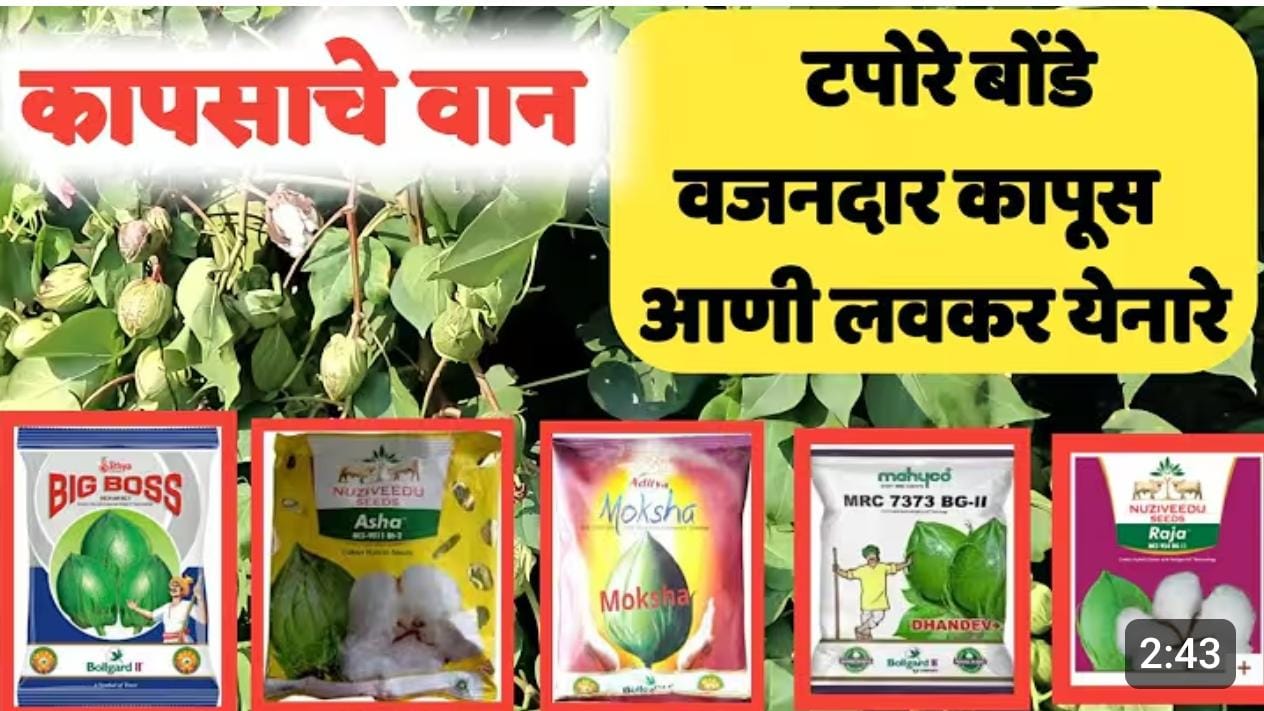 Cotton variety