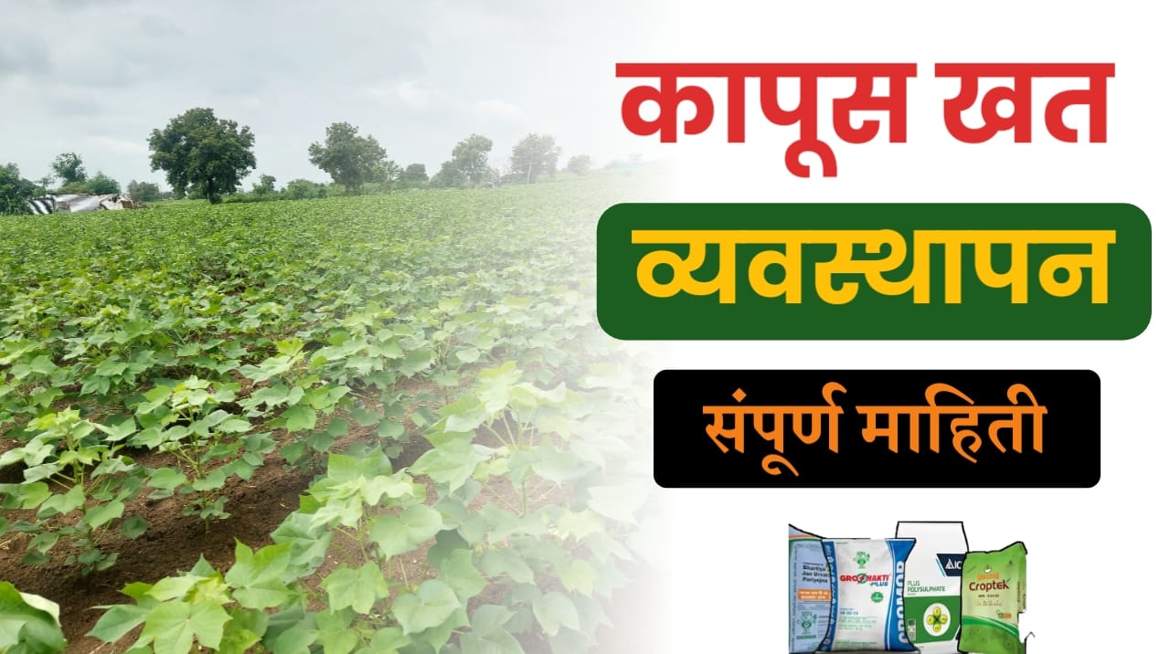 कापूस खत व्यवस्थापन