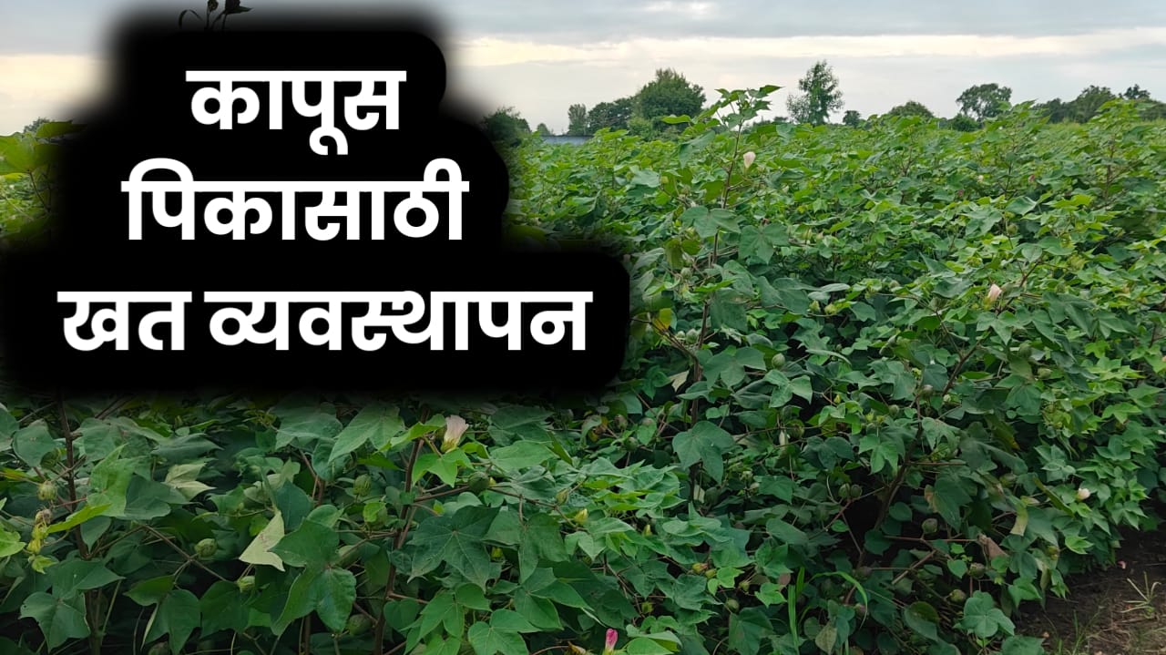 कापूस खत व्यवस्थापन