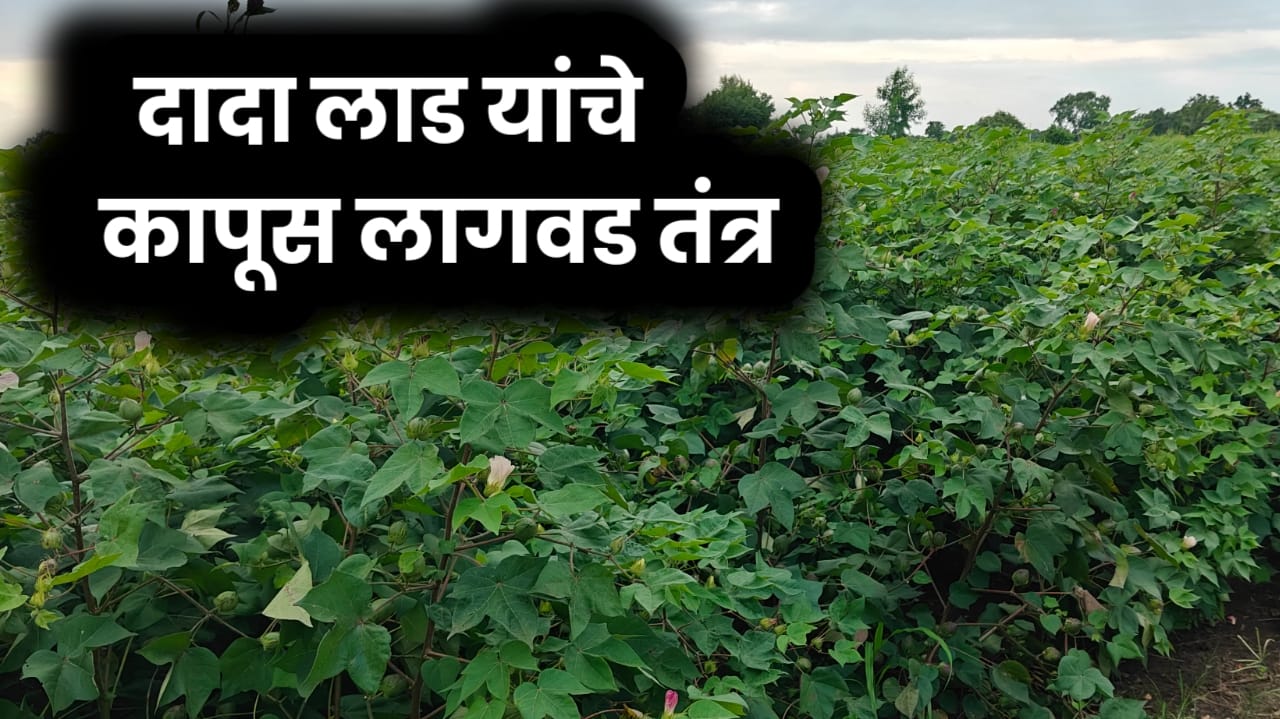 दादा लाड